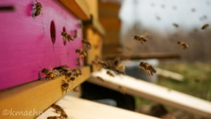 Bienen_2015_03_09760web2000x