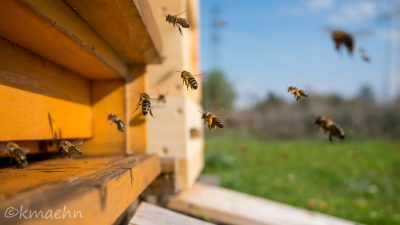 Bienen