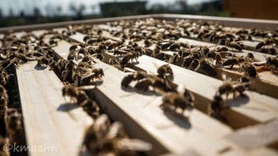 Bienen_Honigraum