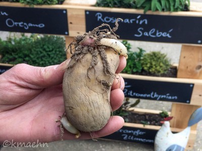 Vorgekeimte Setzkartoffeln