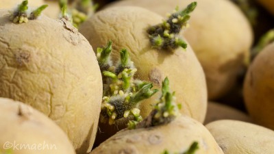 Vorgekeimte Kartoffeln