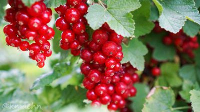 Johannisbeeren