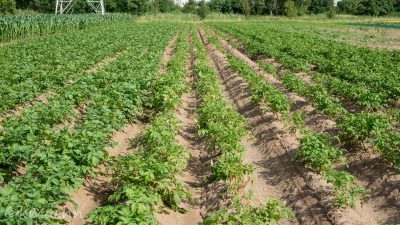 Gemuesefeld_2016_5