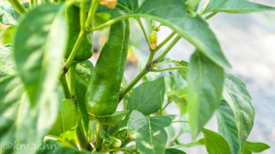 Pimientos