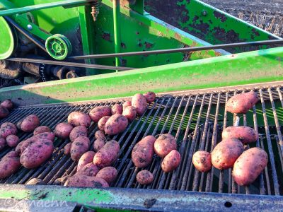 Sortierung der Kartoffeln bei der Ernte