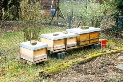 Bienen1