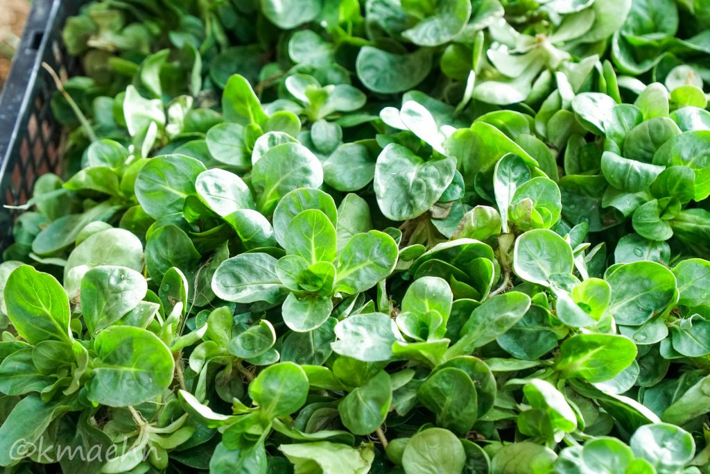 Bischemer Feldsalat